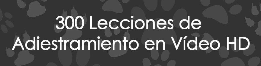 BANNER 300 LECCIONES